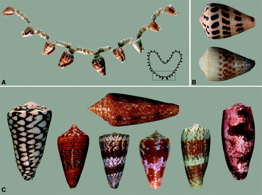 Cone Snail Shells