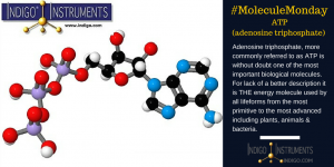 ATP Molecule structure