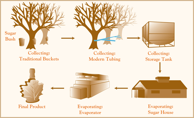 Making Maple Syrup-The Source of Quebecol