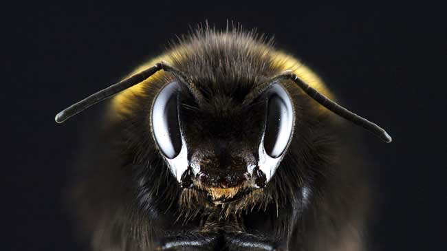 Bee head extreme closeup