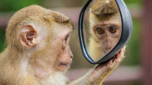 Mirror monkey