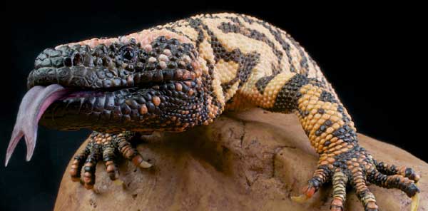 Gila Monster Lizard