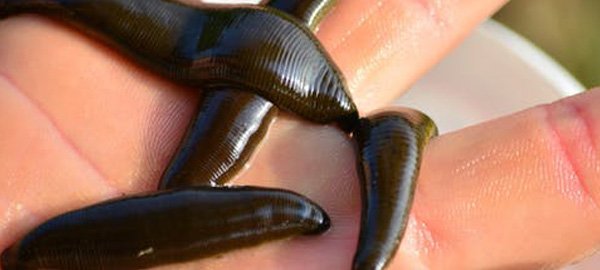 Why do leeches feed on blood